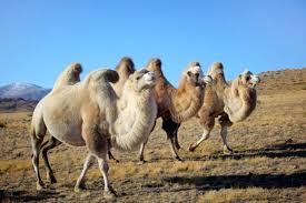 Bactrian camels' native range is the steppes of north eastern asia. Camel Humps Earth Rangers Where Kids Go To Save Animals