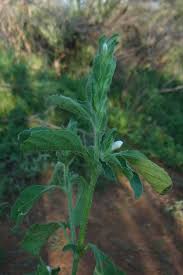 Image result for Asystasia vogeliana