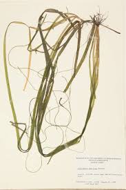 Image result for Hydrocharitaceae