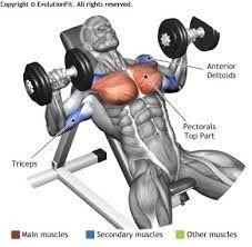 Incline bench press muscles worked. Incline Chest Press