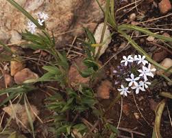 Image result for Pentanisia