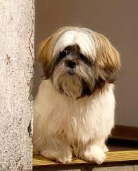 Diabetes In Dogsthe Veterinary Expert Pet Health