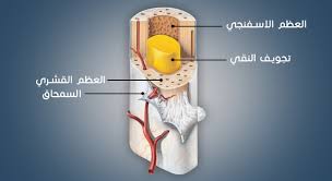 الأعراض المبكرة لسرطان البروستاتا الغاية مشابهة لتلك التي ببه، بما في ذلك الحصول. ÙƒÙ„ Ù…Ø§ ØªØ±ÙŠØ¯ Ù…Ø¹Ø±ÙØªÙ‡ Ø¹Ù† Ø³Ø±Ø·Ø§Ù† Ø§Ù„Ø¹Ø¸Ø§Ù… Bone Cancer