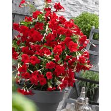 Image result for dipladenie hybrida rio obrázek