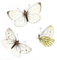 Image result for Pieris napi