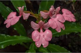 Image result for Habenaria indiana
