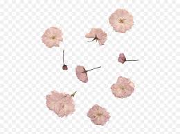 Check spelling or type a new query. Cute White Vintage Flowers Pink Transparent Pink Dried Flower Png Flowers Transparent Free Transparent Png Images Pngaaa Com
