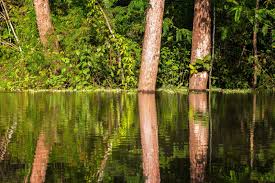 (amazonas) is a publicly traded $azfl diversified forest product company focused on sustainable forestry practices in brazil. Amazonas Gefuhrte Wanderreise Peru Bolivien Brasilien Wandern De