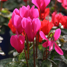 We reward you every time for shopping with us, reward you for registering and returning. Go Gardening Helping New Zealand Grow Garden Inspiration Tips And Advice From The Expert