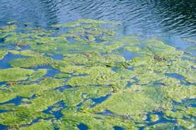 We did not find results for: Combat Algae Without Chemicals