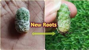 Most cacti have barbed spikes which makes them painful and difficult to remove from the skin if they come into contact, so wearing protective equipment. How To Plant A Cactus Pup
