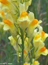 Linaria Vulgaris Butter And Eggs Minnesota Wildflowers Beautiful Flowers Types Of Flowers Eggs Flowers