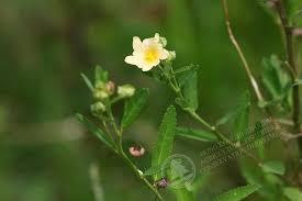 Image result for Sida chrysantha