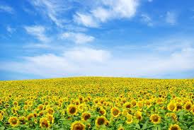 Check spelling or type a new query. Download 1030 Background Pemandangan Taman Bunga Paling Keren Download Background