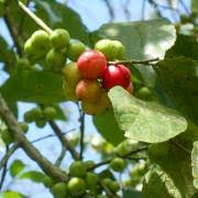 Image result for Dovyalis sp. A