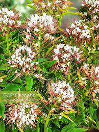 Image result for Cleome monophylla