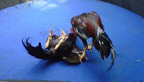 Ciri ciri ayam bangkok atau ayam aduan untuk muka mencakup kepala, jengger, dan muka ayam bangkok juara yang bagus dengan bola mata, bentuk pial dan type kulit muka dan kornea mata, cucuk, tengger, sinar mata, tulang alis dan tulang rahang termasuk sisi kuping telinga. Pin Di Sabung Ayam