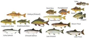Where To Fish Norfolk County Tourism