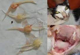 We did not find results for: Tulang Ikan Bukan Makanan Kucing Alasan Dah Biasa Makan Boleh Bawa Maut Viral Mstar