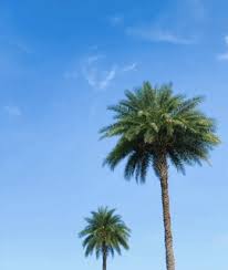 Free wind stock video footage licensed under creative commons, open source, and more! Palm Trees Gif Palm Trees Palm Tree