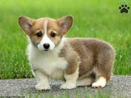 Check out our corgi puppies selection for the very best in unique or custom, handmade pieces from our pet accessories shops. Corgi Puppies For Sale Pa Petsidi