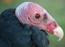 This ability to eat dead things makes turkey vultures symbolically associated with concepts of hell, underworld and dark things in general. Scientists In Awe Of Huge Olfactory Bulb Found In Turkey Vulture Brain Smithsonian Insider