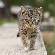 How Long Do Cats Live Average Lifespan Of A Cat Catsfud