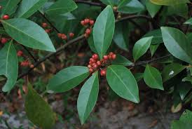 Image result for Gymnosporia oxycarpa