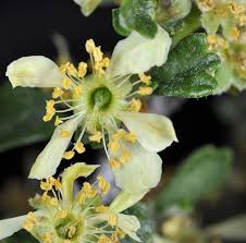 Image result for Polystachya tridentata