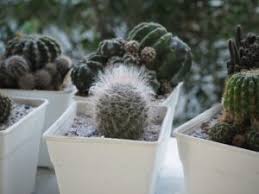 En clima frío, puedes suprimir el riego hasta nivelar la temperatura. 5 Errores Que Llevan A Tus Cactus A Un Final Fatidico Mundo Positivo