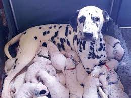 Breeding 101 dalmatian puppies and raising them in a happy, healthy home. Dalmatian Gives Birth To 18 Puppies Following 14 Hour Labour The Independent The Independent