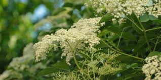 Sambucus ebulus) aufgrund ihrer giftigkeit nicht wirklich vom menschen verwendet werden, finden sich diese trotzdem im gleichen habitat wie sambucus nigra und werden häufig miteinander verwechselt. August Holunder Tankstelle Fur Insekten Umweltakademie Umweltakademie