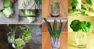 Berdaulat adalah mempunyai kekuasaan tertinggi atas suatu pemerintahan negara atau daerah. 7 Jenis Sayuran Yang Boleh Kita Tanam Menggunakan Segelas Air Vanilla Kismis