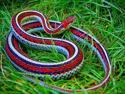 Can bite humans, but typically only causes mild burning or itching. Garter Snake Care Sheet