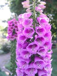 Maybe you would like to learn more about one of these? Digitalis Hyacinth Hybrids Excelsior Bluestone Perennials Flowers Perennials Perennials Perennial Plants