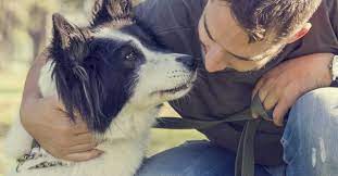 We provide exceptional obedience training for puppies and dogs of all breeds, sizes, and temperaments. Dog Trainers In Longmont Firestone Co Sit Means Sit Dog Training
