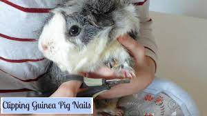 This is easy if you get someone to hold the guinea pig still in their lap while you gently check out the soles, toes and nails. How To Trim Your Guinea Pig S Nails Youtube