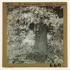 Image result for Eucalyptus botryoides