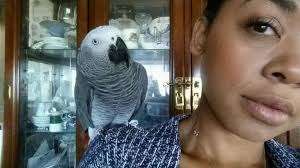 Lost African grey parrot in Makati area?