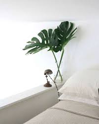 Joe lingeman) at first glance, the world market monstera is the closest match to our real leaf, thanks to its shape and size (both are pretty big irl!). Monstera Deliciosa Big Plant Small Apartment Gardenista