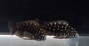 Black And White Spotted Catfish Tropheus Duboisi African Cichlid Lake Tanganyika White Spotted African Cichlids Cichlids Lake Tanganyika