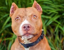 Doberman ear cropping is an aesthetic procedure where the thin outer tissue of the dog's ears are clipped so the thicker membrane can be trained to stand. Man Cropped A Litter Of Puppies Ears With Scissors Now Facing Criminal Charges