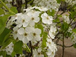 Spur thorn or flowering thron crataegus crus galli variety or. Pyrus Calleryana Chanticleer Callery Pear Deepdale Trees