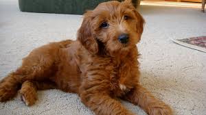 Golden labradoodles aren't to be confused with goldendoodles. Golden Retriever Husky Poodle Mix Novocom Top