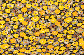 Maybe you would like to learn more about one of these? Small Floral Pattern On Black Fabric Yellow And Grey Flowers Print As Background Stock Photo Picture And Royalty Free Image Image 44809843