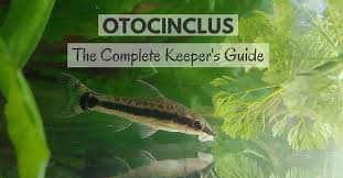 How to feed zucchini to otocinclus. Otocinclus Catfish The Complete Keepers Guide