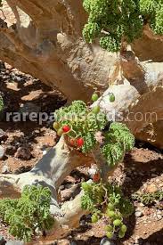 Image result for Cyphostemma tenuissimum