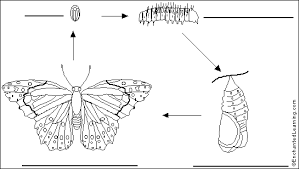 A coloring page is a kind of children's book comprising various line drawings, normally together with crayons or markers, to which children are intended to add color with crayons, colored pens, permanent marker pens, … The Life Of A Butterfly Animal Biology Coloring Page Working Sheet For Kids Coloring Library