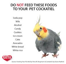 Bird And Pet Clinic Of Roseville Reviews Do Not Feed These Foods To Your Pet Cockatiel Keep Them Happy And Safe By Avoiding These Among Other Foods Always Check Wi Cockatiel Cockatiel Care Pet Birds