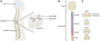 The skeletal system is the foundation of your body, giving it structure and allowing for movement. What Is Spinal Cord Injury Frontiers For Young Minds